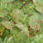 macchie rosse su foglie_ malattia delle piante